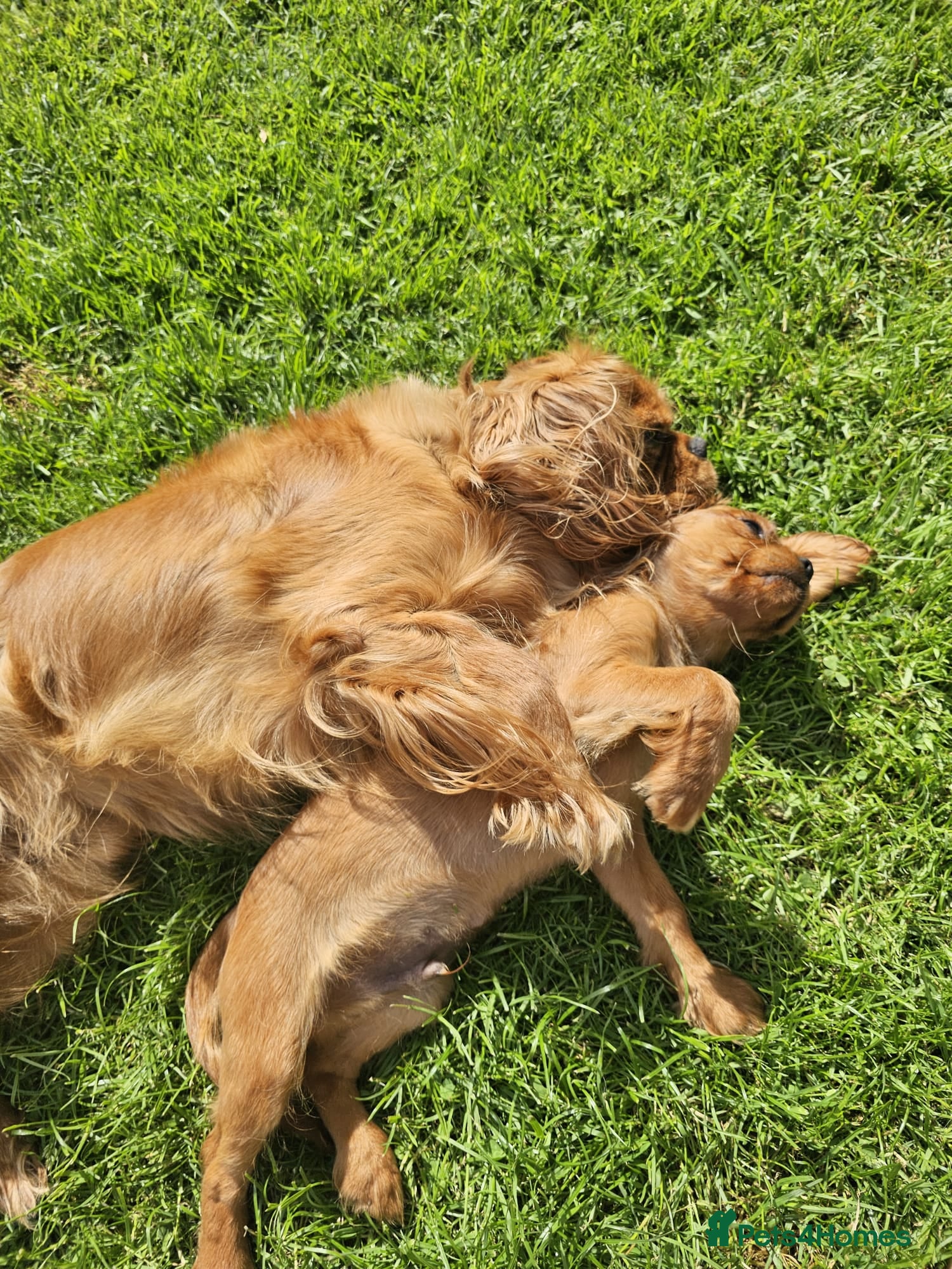 Cavalier King Charles Spaniel dogs Puppies  - Advert 17