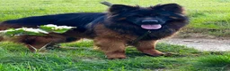 German Shepherd dogs for stud: ⭐️ Vonrocka tajfun ⭐️ - Advert 5
