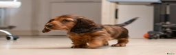 Miniature Dachshund dogs for sale:  Miniature Long-Haired Dachshund Puppies–Red Merle - Advert 2