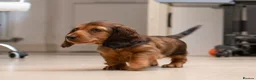 Miniature Dachshund dogs for sale:  Miniature Long-Haired Dachshund Puppies–Red Merle - Advert 16