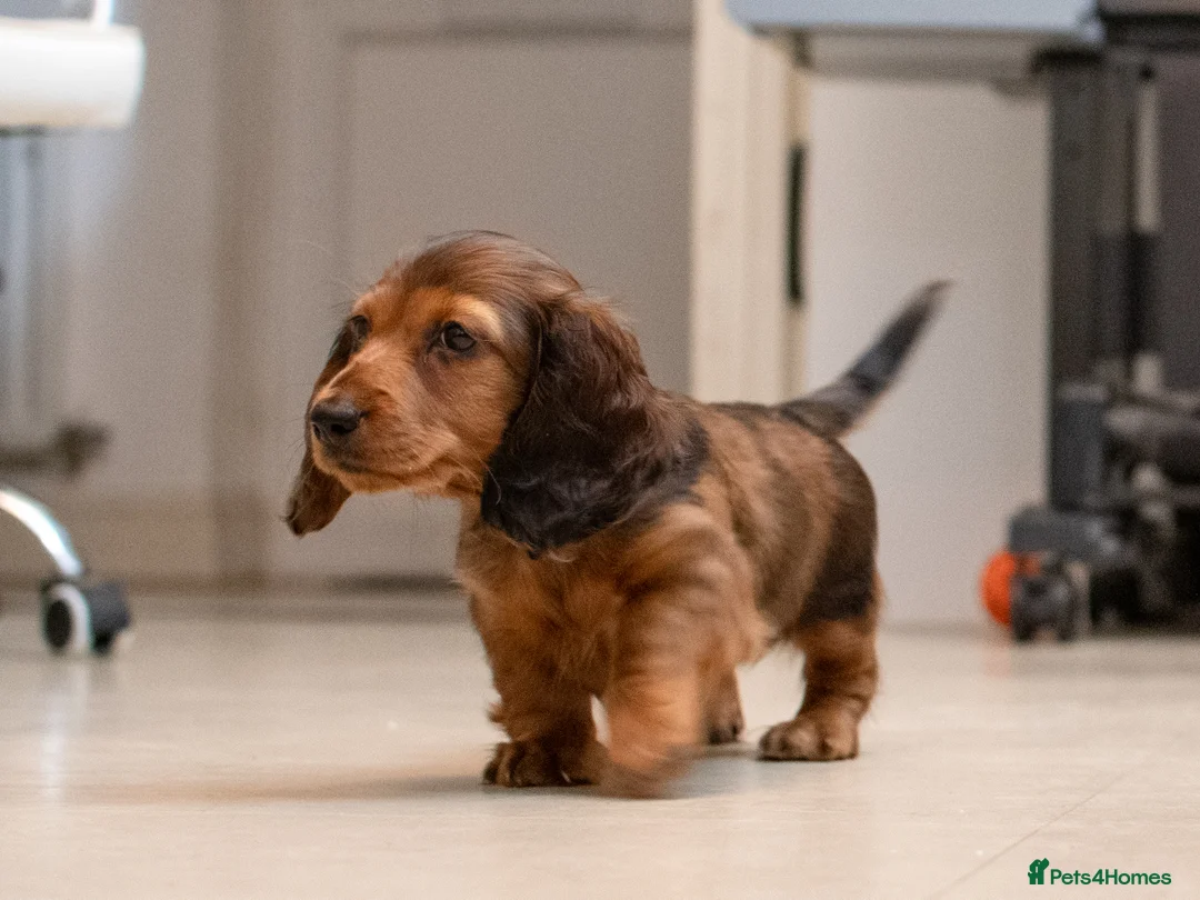 Miniature Dachshund dogs for sale:  Miniature Long-Haired Dachshund Puppies–Red Merle - Advert 16