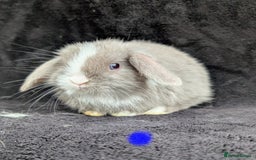 Mini Lop rabbits for sale: ❤️🐰Mini lop bunnies🐰❤️ - Image 8