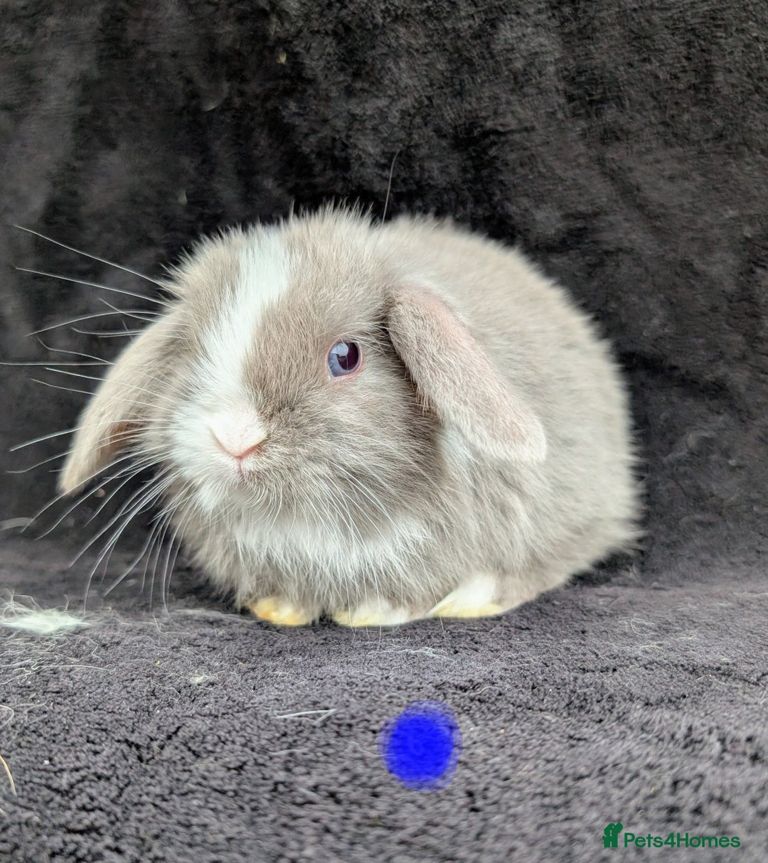 Mini Lop rabbits for sale: ❤️🐰Mini lop bunnies🐰❤️ - Image 8