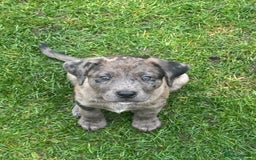 Mixed Breed dogs for sale: OSCAR - Image 2