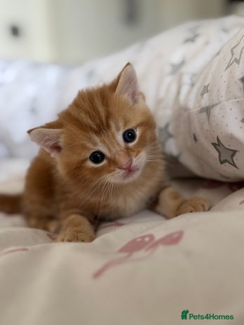 Domestic Shorthair cats - Advert 3