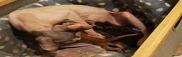 Mixed Breed cats for sale: Best Friends in Training! Bengal x sphynx  - Advert 10