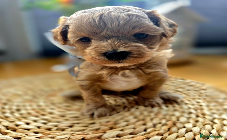 Maltipoo dogs - Advert 2