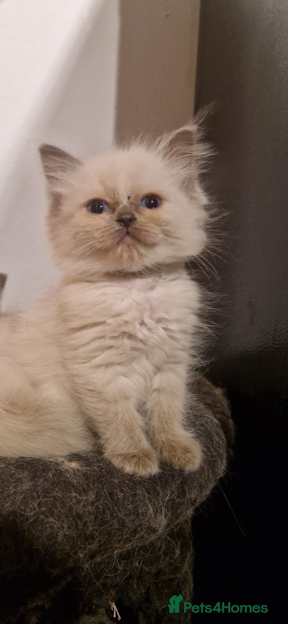 Ragdoll cats Last 2 Ragdoll kittens ready now - Advert 12