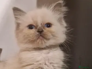 Ragdoll cats Last 2 Ragdoll kittens ready now - Advert 12