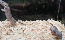 Rat rodents for sale: Naked Dumbo Rat's Males and Female's - Image 3