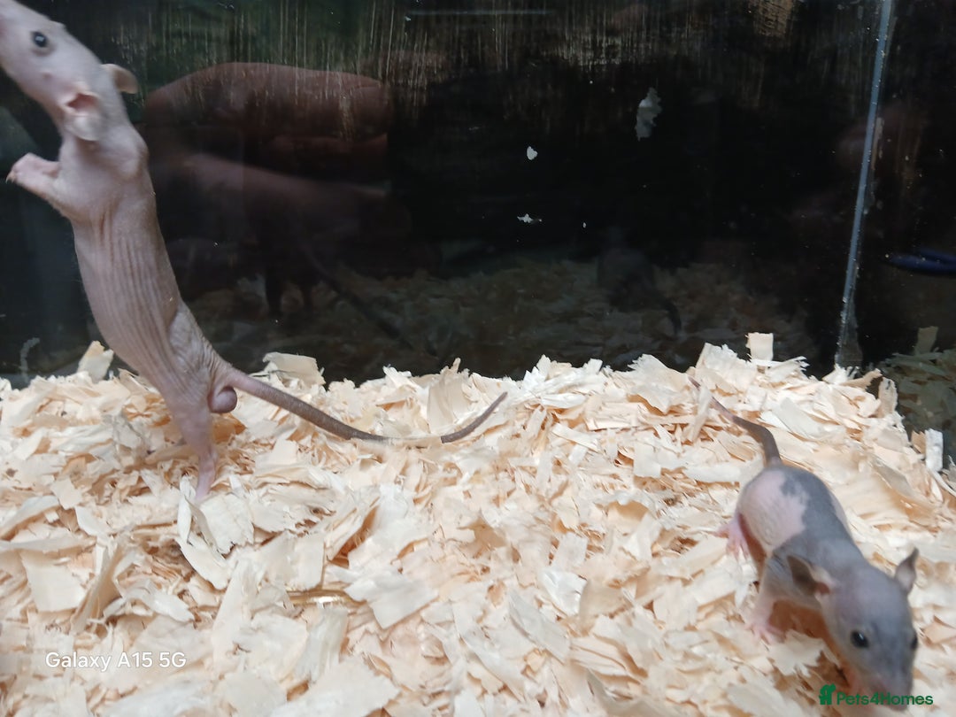 Rat rodents for sale: Naked Dumbo Rat's Males and Female's - Image 3