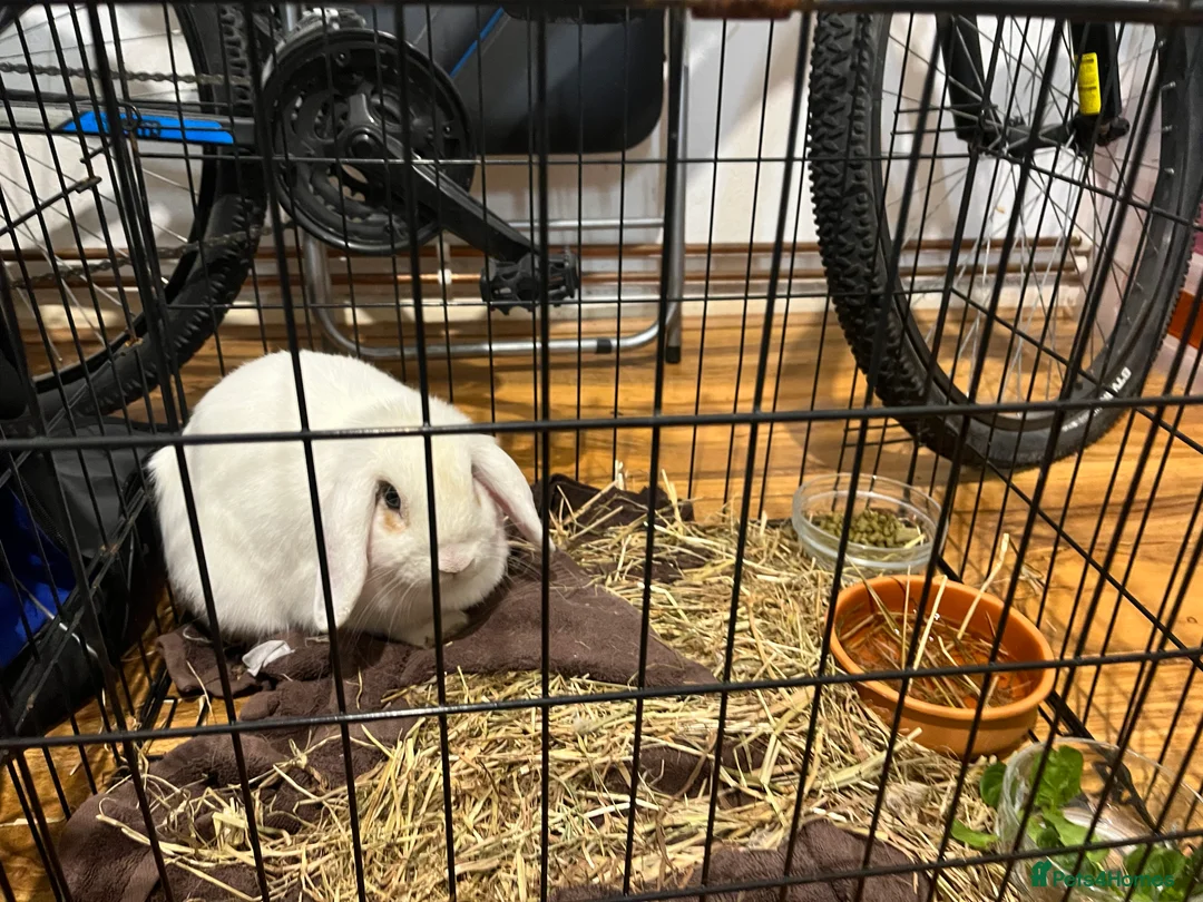 Mini Lop rabbits for sale: White rabbit  in Ipswich - Advert 3