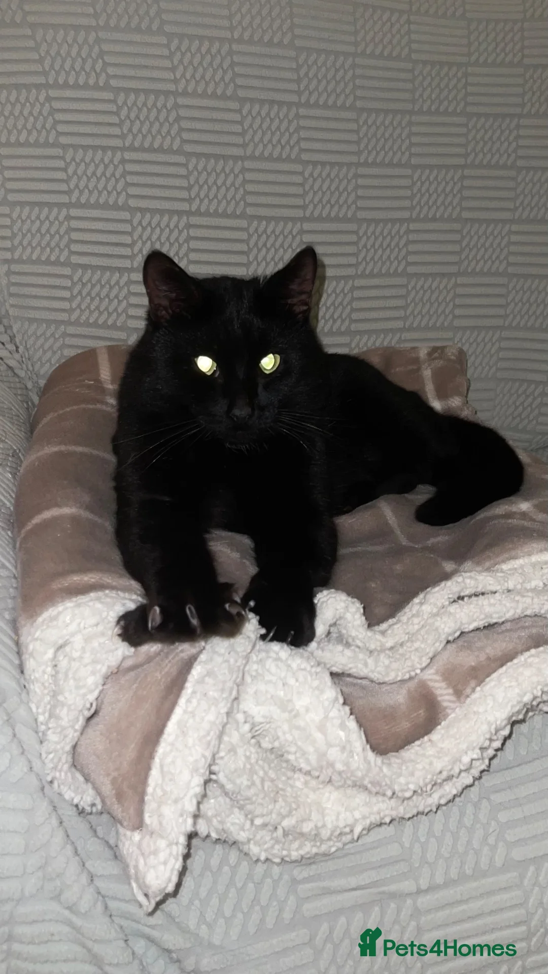 Mixed Breed cats for sale: Oscar is looking for a loving home - Advert 2