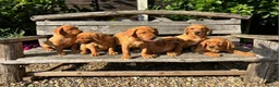 Labrador Retriever dogs for sale: Kc registered fox red labrador puppies - Advert 8