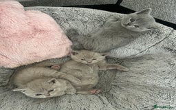 British Shorthair cats for sale: Beautiful British Shorthair Kittens - Image 6