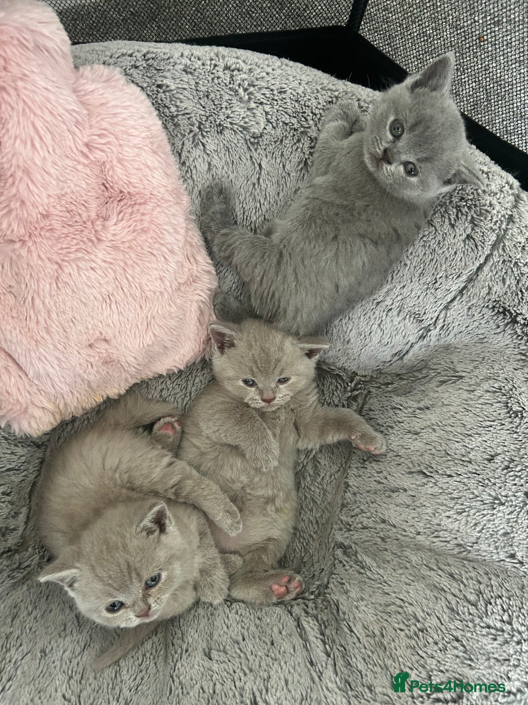British Shorthair cats for sale: Beautiful British Shorthair Kittens - Image 6