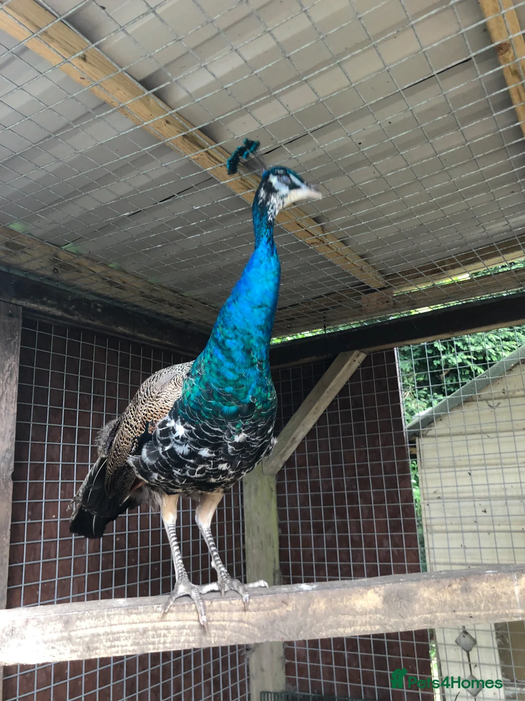 Peafowl poultry for sale: Peacocks/hen - Advert 15