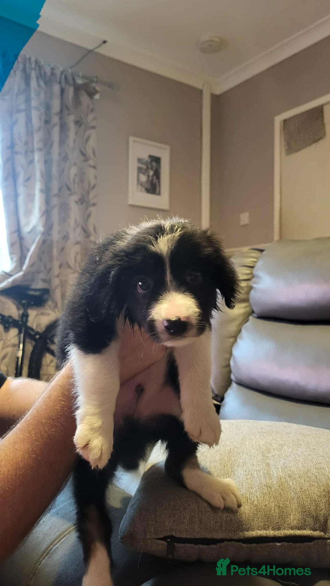 Border Collie dogs for sale: Border collie tri puppies - Image 2