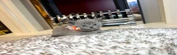 British Shorthair cats for sale: British shorthair kittens  - Advert 25