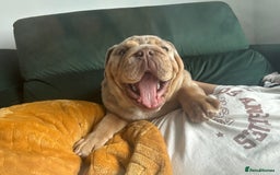 English Bulldog dogs for sale: Stunning Male English Bulldog with Piercing Eyes - Image 8