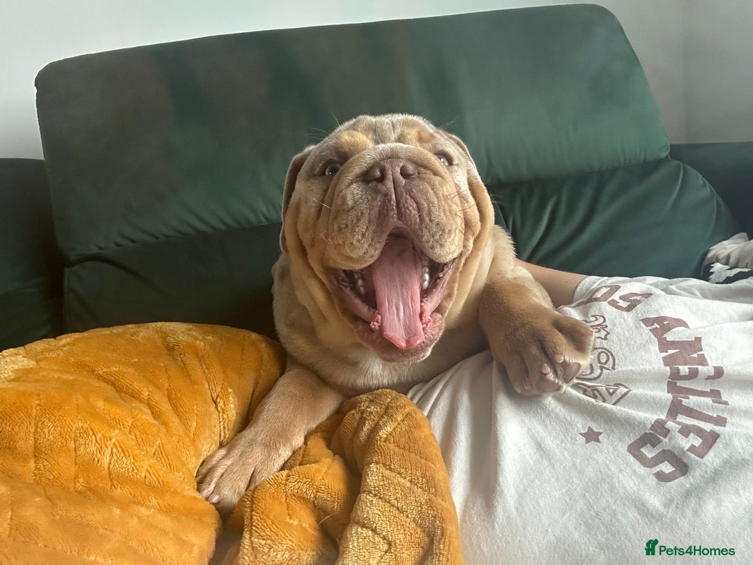 English Bulldog dogs for sale: Stunning Male English Bulldog with Piercing Eyes - Image 8