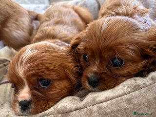 Cavalier King Charles Spaniel dogs Cavalier King Charles pups - Advert 5
