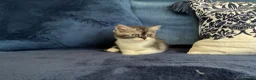 British Shorthair cats for sale: Beautiful British shorthair kittens - Advert 14