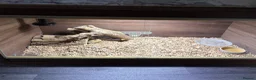 Bearded Dragon reptiles for sale: Bearded Dragon for sale with enclosure  - Advert 5