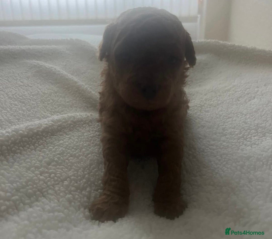 Maltipoo dogs for sale: Stunning quality Maltipo’s for sale  - Advert 3