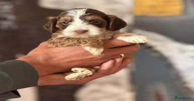 Cockapoo dogs - Advert 5