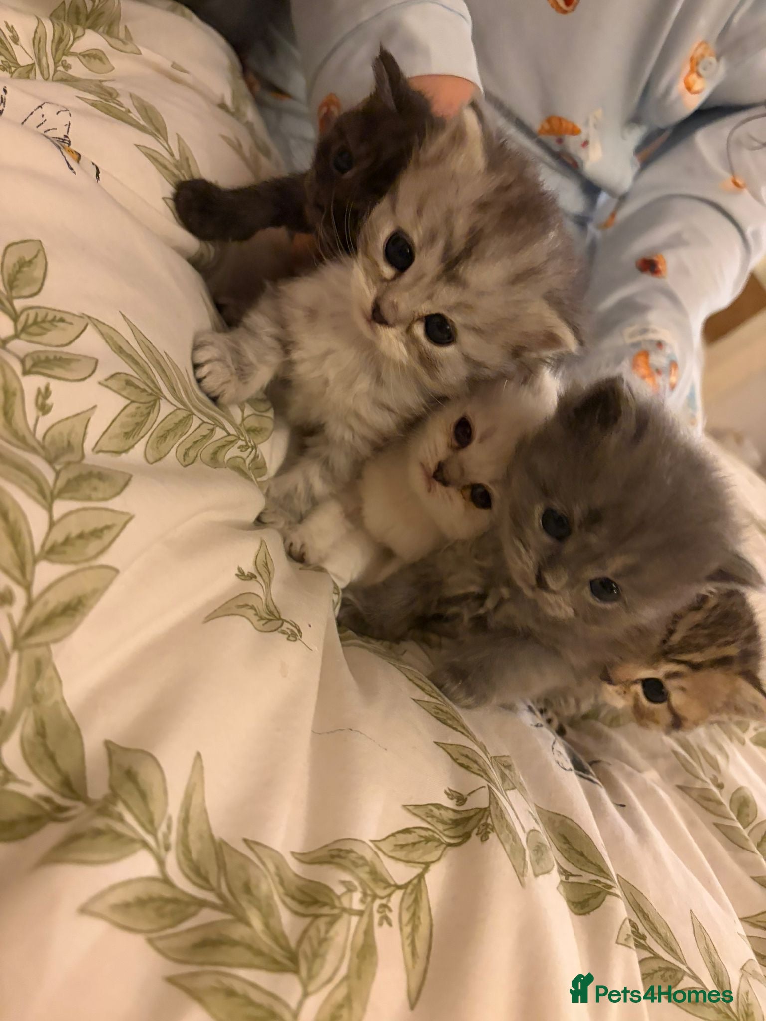 British Shorthair cats British short hair/persian mother - Advert 10