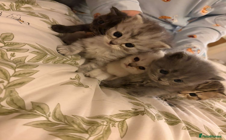 British Shorthair cats - Advert 7