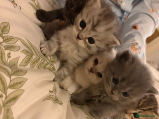 British Shorthair cats British short hair/persian mother - Advert 4