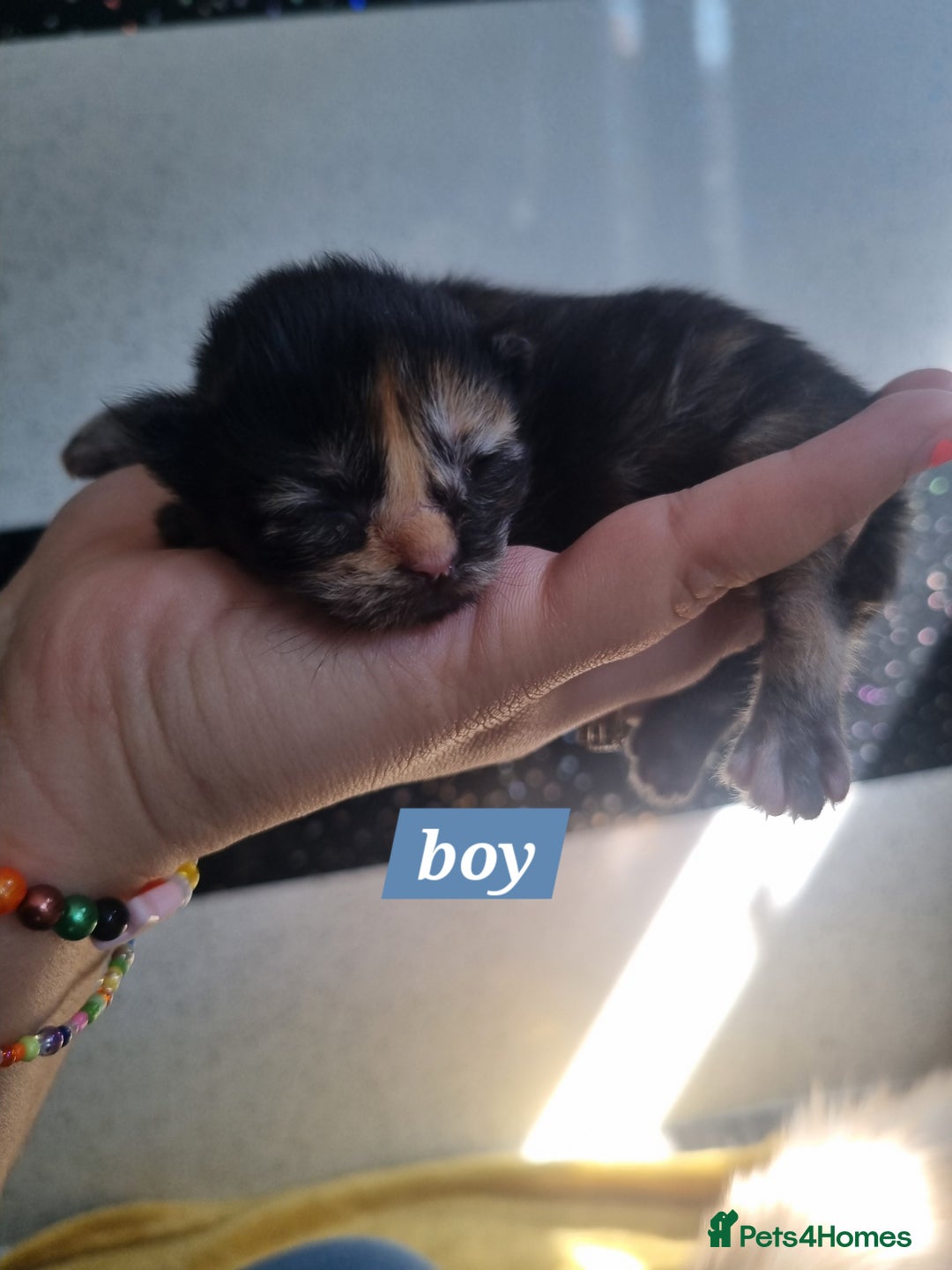 Maine Coon cats for sale: Maincoon kittens - Image 3