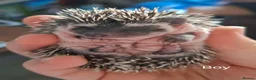 Pygmy Hedgehog rodents for sale: Baby African Pygmy Hedgehogs - Advert 3