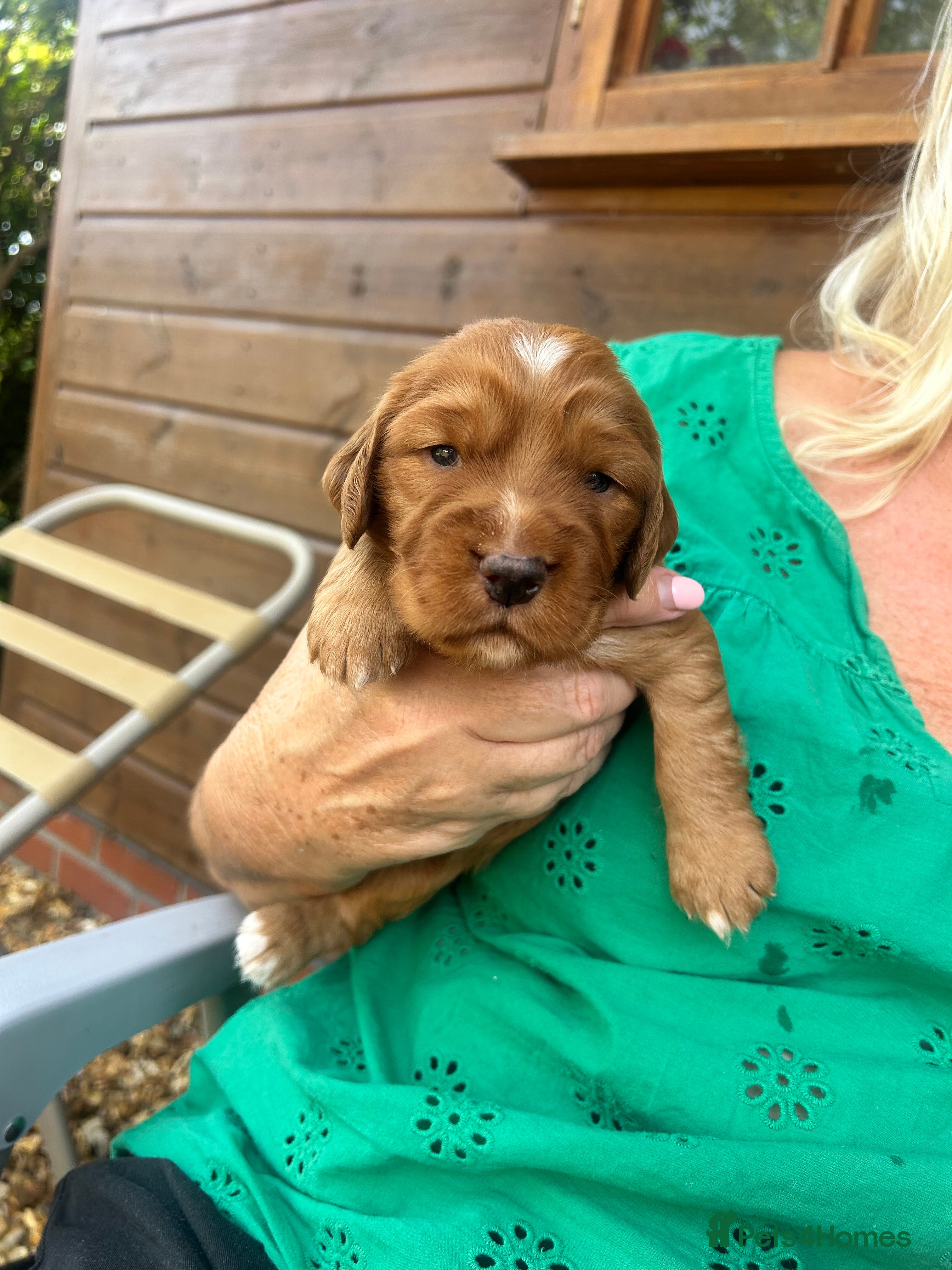 Cocker Spaniel dogs Red Working Cocker Spaniels - Advert 2
