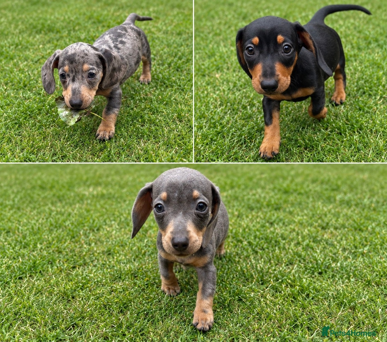 Miniature Dachshund dogs Miniature Dachshund Puppies 💝READY NOW💝 - Advert 2