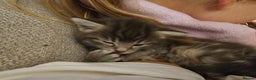 Mixed Breed cats for sale: Part Maine Coon - Advert 12