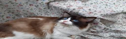 Ragdoll cats for sale: ACTIVE GCCF & TICA Bi-Colour Ragdoll Proven Male - Advert 1