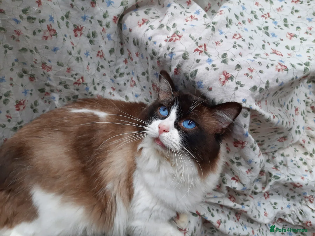 Ragdoll cats for sale: ACTIVE GCCF & TICA Bi-Colour Ragdoll Proven Male - Advert 1