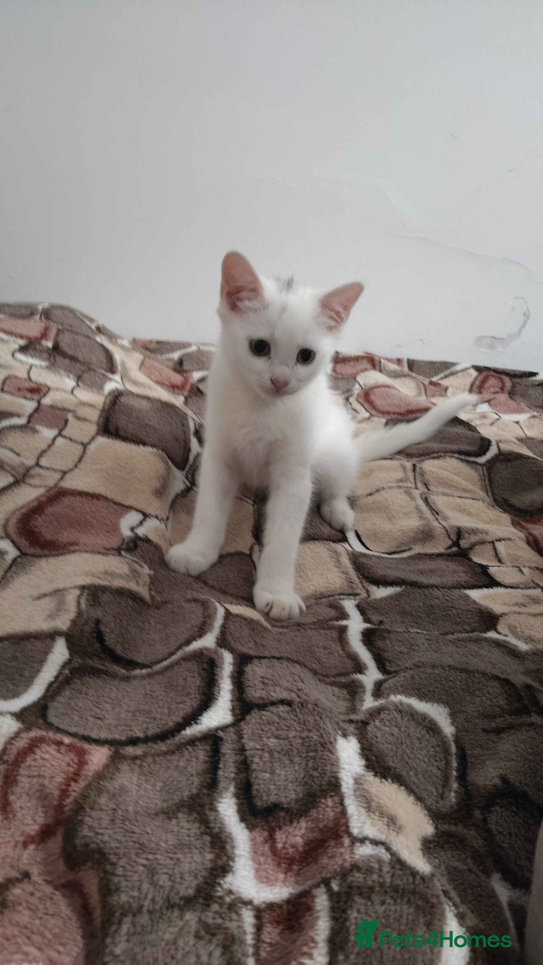 Khao Manee cats for sale: Charming White Fluffy Kittens - Image 3