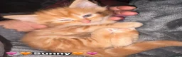 Mixed Breed cats for sale:  Beautiful cuddly kittens  - Advert 9