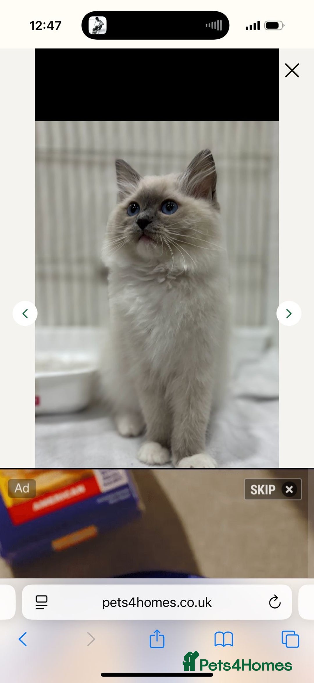 Ragdoll cats for sale:  gccf blue mitted girl simply stunning  - Advert 15