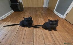 Mixed Breed cats for sale: British Short hair mixed breeds  - Advert 27