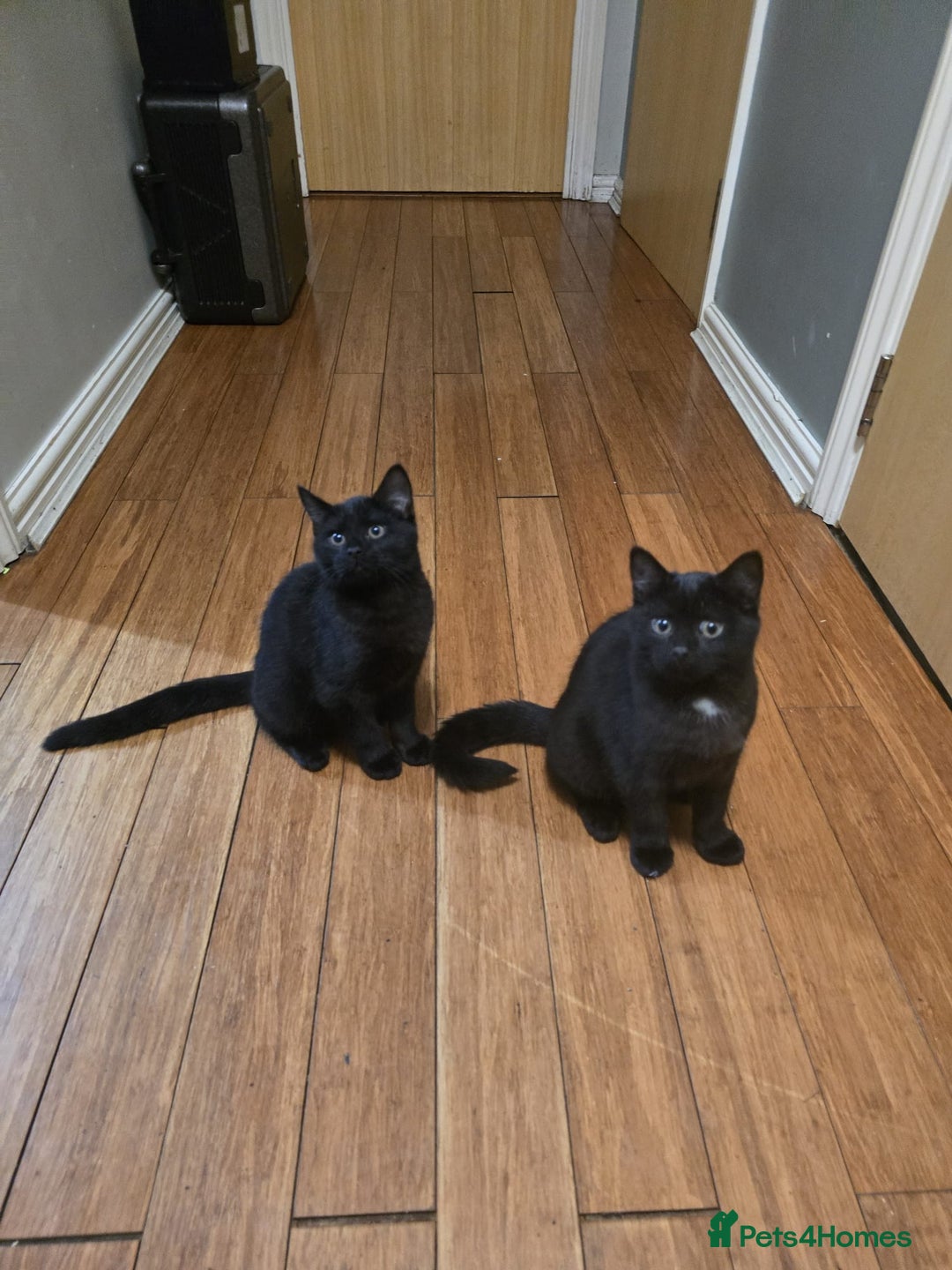 Mixed Breed cats for sale: British Short hair mixed breeds  - Advert 27