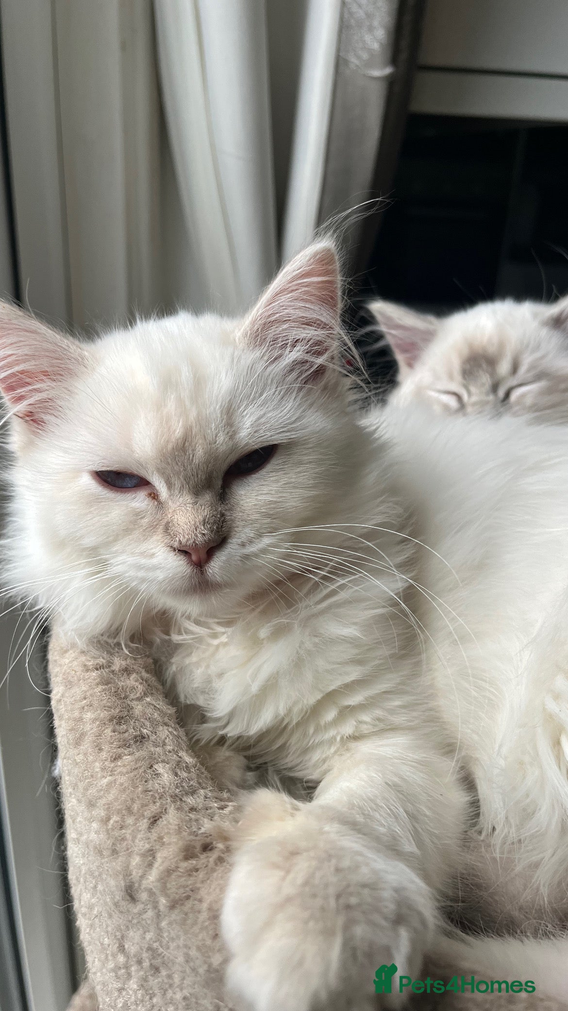 Ragdoll cats Gorgeous Tica female ragdoll kitten  - Advert 14