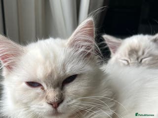 Ragdoll cats Gorgeous Tica female ragdoll kitten - Advert 14