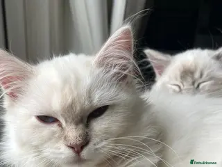 Ragdoll cats Gorgeous Tica female ragdoll kitten - Advert 13