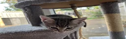 Mixed Breed cats for sale: Adorable and playful mixed-breed kittens for sale - Advert 15