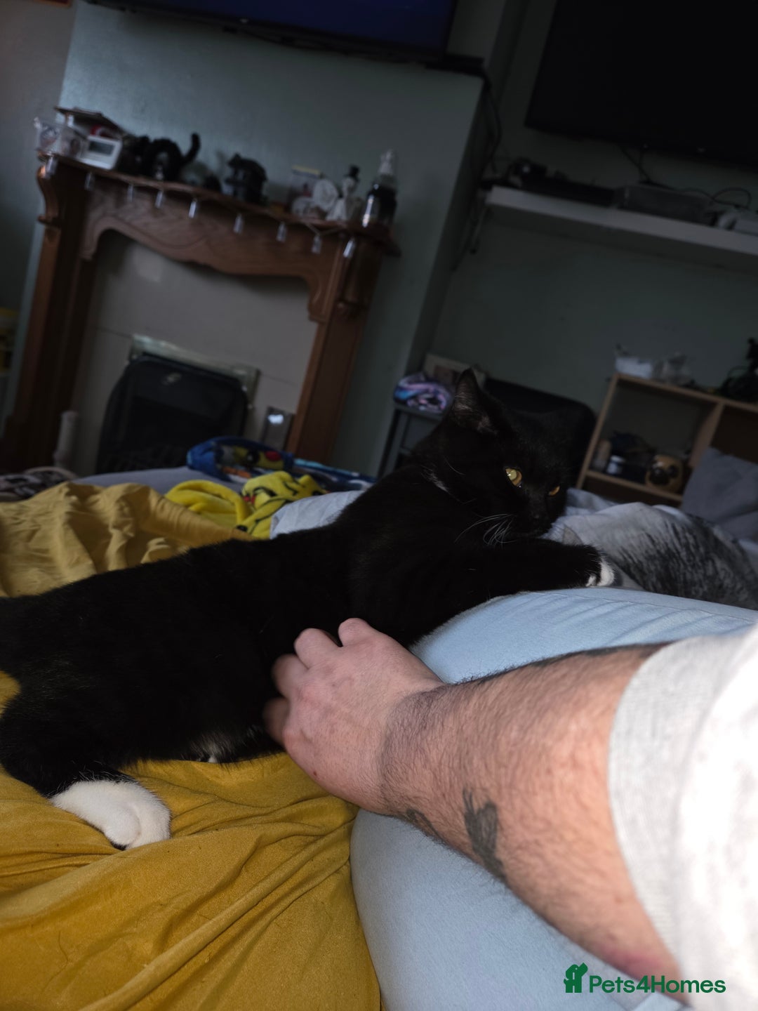 Mixed Breed cats for sale: Beautiful british blue male  - Advert 6